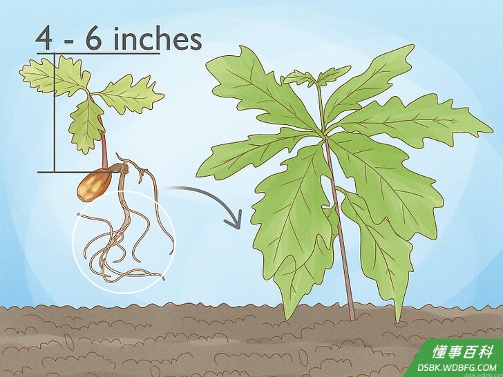 Step 1 追踪植物的生长。