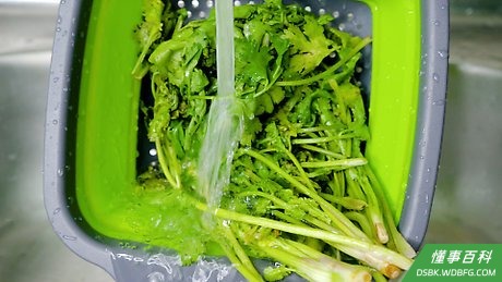Step 1 清洗香菜。