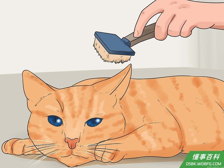 Step 2 帮助猫咪习惯定期梳毛。