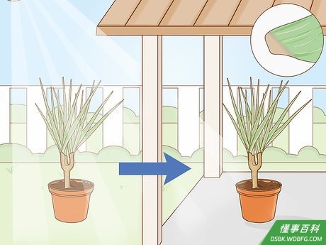 Step 3 把龙血树种在有适当遮阴的地方。