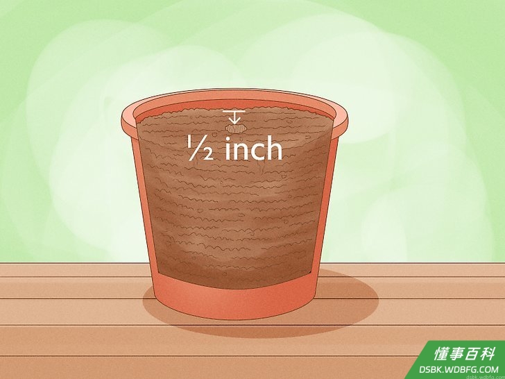 Step 4 在土里戳一个1厘米深的小洞。