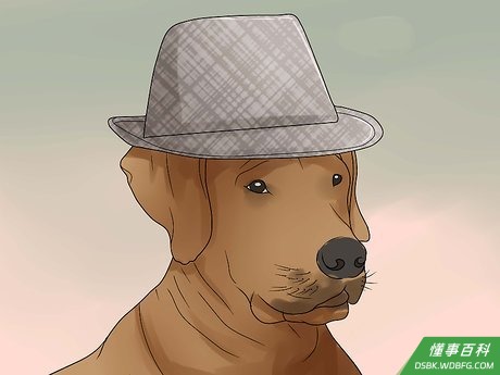 Step 1 给狗狗做帽子。