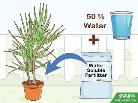 Step 6 除冬季外,每月施适量的室内盆栽专用肥一次。