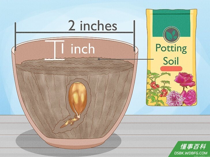Step 5 把每颗橡子种在花盆或容器里。