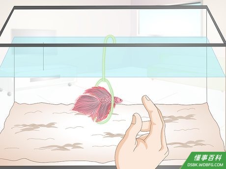 Step 2 和斗鱼一起玩。