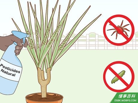 Step 5 定期向叶片喷药以减少虫害。