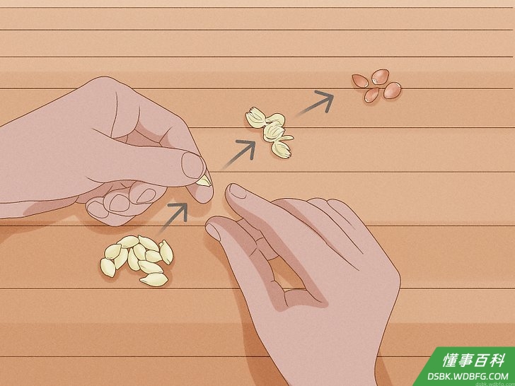 Step 5 将剩下的白色外皮剥掉,露出棕色的种子。
