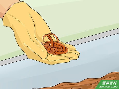 Step 2 把蚯蚓放进一个不透明的塑料箱子或者泡沫塑料容器里。