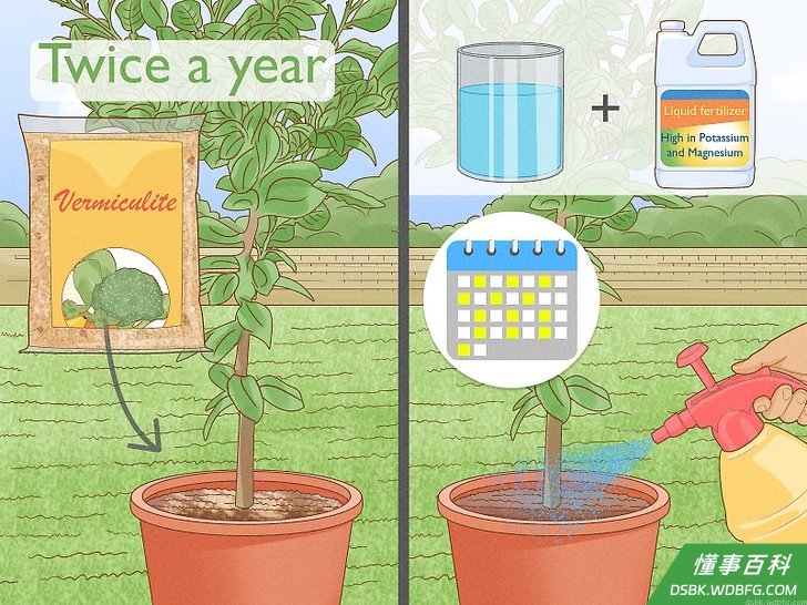 Step 5 记住给树添加适当的营养,让它长得更结实更健康。
