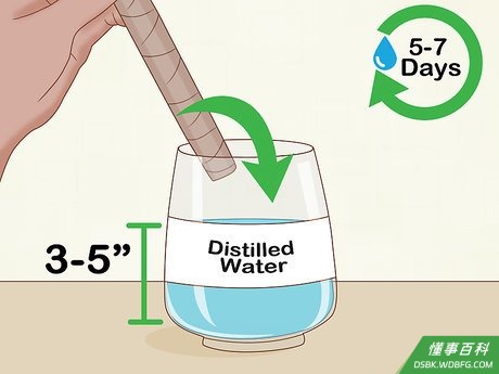 Step 4 把茎底插入盛有水的容器里。