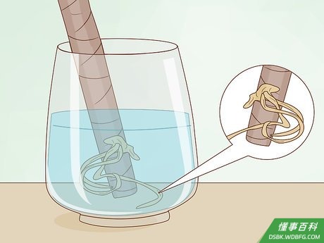Step 6 预计数周后可见生根。