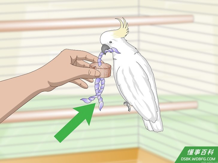 Step 4 给凤头鹦鹉一些玩具。