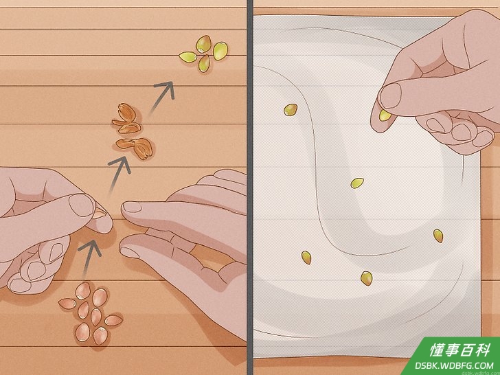 Step 8 把所有种子的种皮和薄膜都去掉以后,将种子一颗颗在纸巾上摆放好。