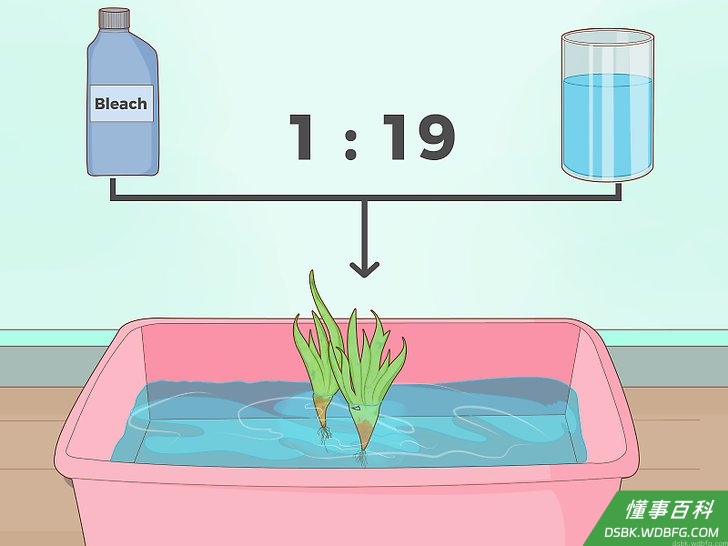 Step 2 用漂白剂溶液处理植物,再放入鱼缸里。