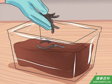 Step 3 将蚯蚓倒在养殖箱里。