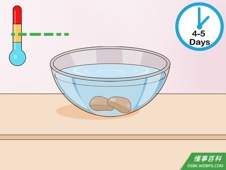 Step 3 播种前需浸泡种子4至5天。