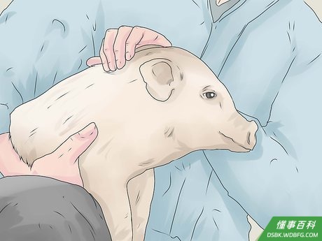Step 1 考虑一年中你买仔猪的时间。