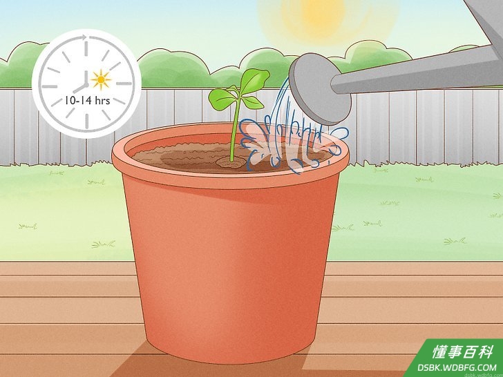 Step 2 保证充分的光照。