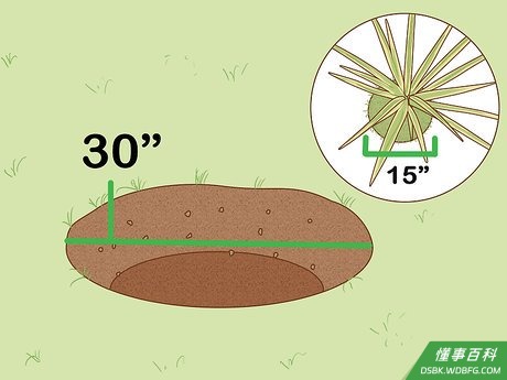 Step 5 挖一个比龙血树根团大两倍的坑。