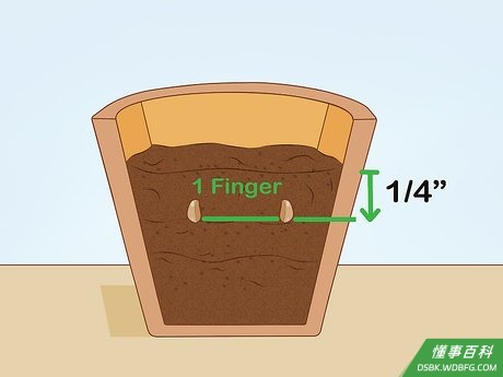 Step 4 泡好后,把种子埋入小花盆的盆栽土里。