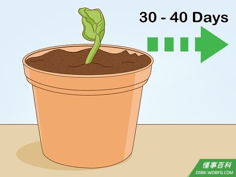 Step 6 发芽需时30至40天。