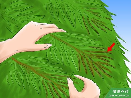 Step 2 不要选择那些长满大量枯萎或者焦黄的针尖的树——这些树显然已经风华不再。
