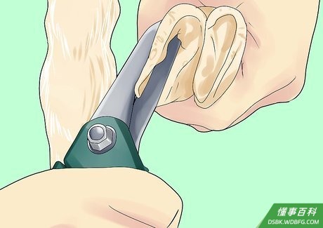 Step 5 修剪羊蹄。