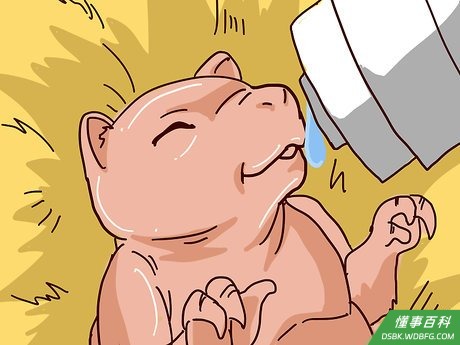 Step 6 防止松鼠宝宝脱水。