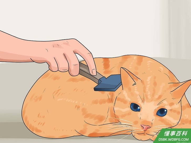 Step 1 定期给猫咪梳理毛发。