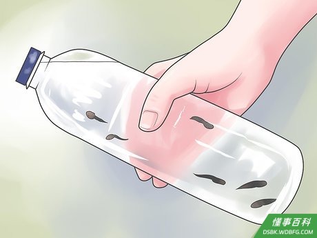 Step 4 每升水里建议饲养5到10只蝌蚪。