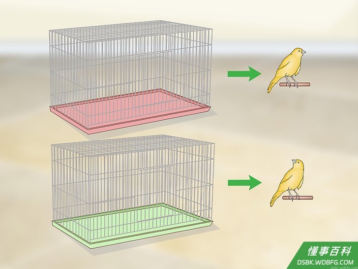Step 5 给每只金丝雀准备一个单独的笼子。