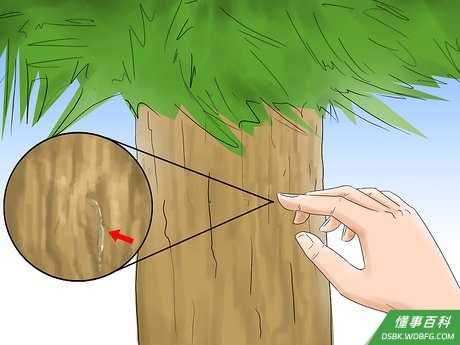 Step 2 检查是否有树液漏出。