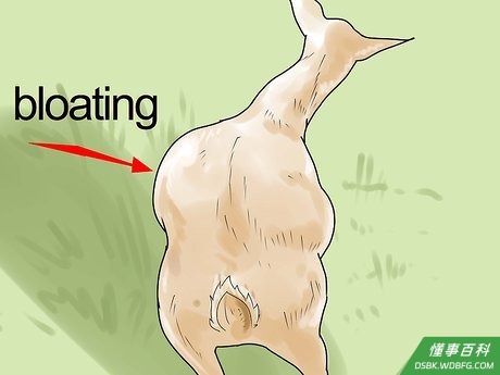 Step 4 留意山羊胀气。