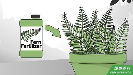 Step 3 每月给蕨类植物施一次肥。