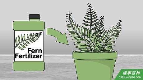 Step 5 每月给蕨类植物施一次肥。
