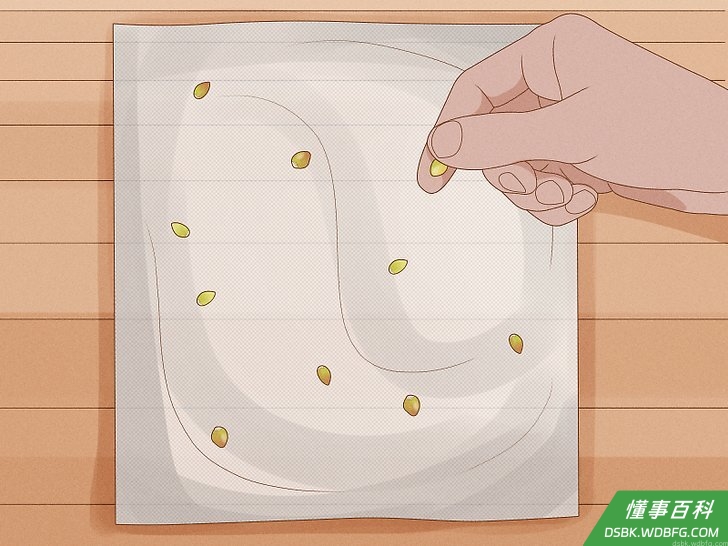Step 7 把种子放在潮湿的纸巾上。
