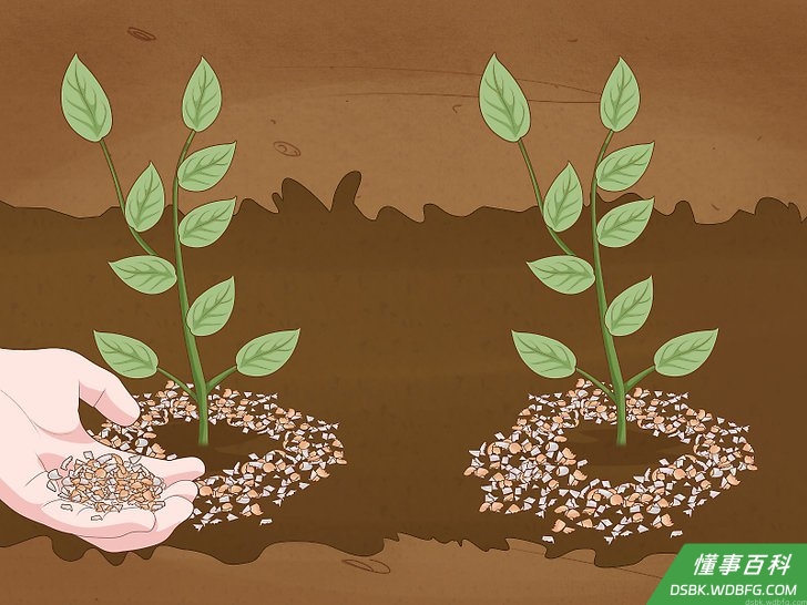 Step 3 在花园或屋子周围设置让蜗牛无法越过的屏障,阻止它们靠近。
